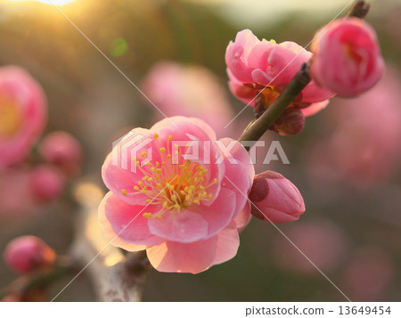 Plum blossom  13649454