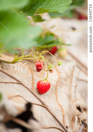 Strawberries 13649719