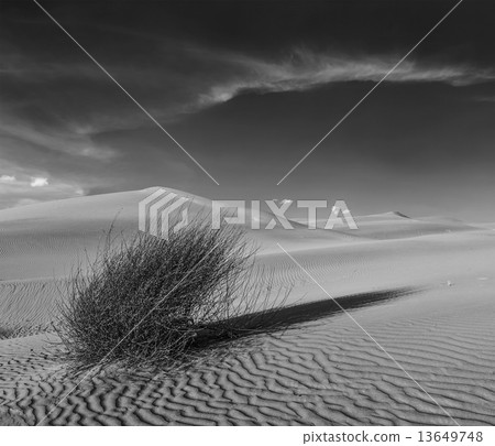 Dunes of Thar Desert, Rajasthan, India Dunes of Thar Desert, Rajasthan, India 13649748