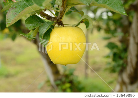 信濃金　　 13649890