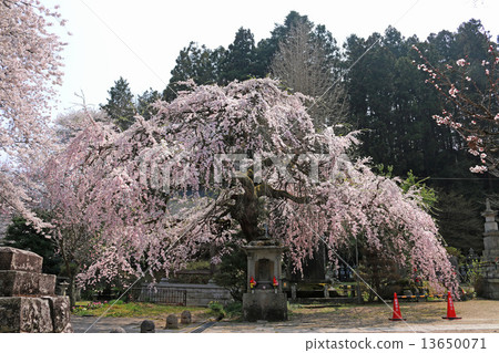 Oda Temple Deviled Sakura 13650071