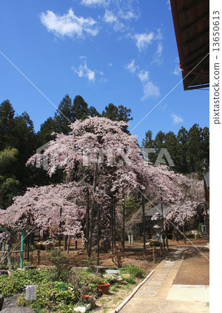 Cherry blossoms of Aikoji Temple Cherry blossoms of Aikoji Temple 13650613