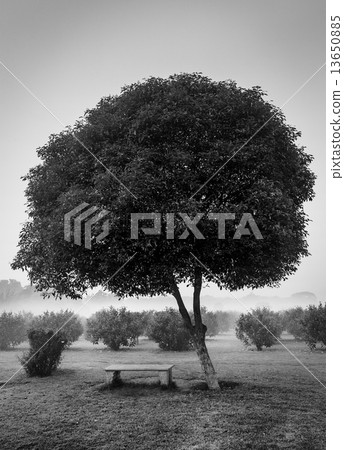 Lonely tree and empty bench 13650885