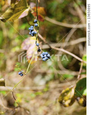 Aozurafuji Aozurafuji 13650895