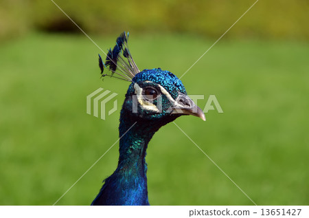 head of blue peafowl photo head of blue peafowl photo 13651427