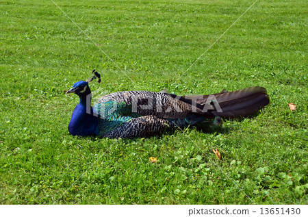 blue peafowl sitting on grass photo blue peafowl sitting on grass photo 13651430