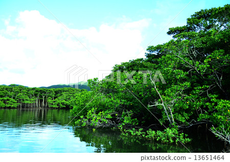 紅樹林 紅樹林 13651464