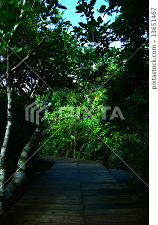 Mangrove forest 13651467