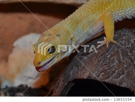 colorful leopard gecko head from the side view colorful leopard gecko head from the side view 13651554