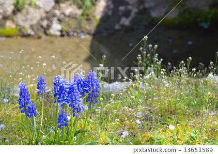 Spring stroll road Sakura petal and blue flowers 13651589