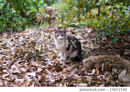 In the woods An elegant kitten 13651590