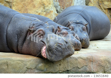 hippos sleep photo 13651640