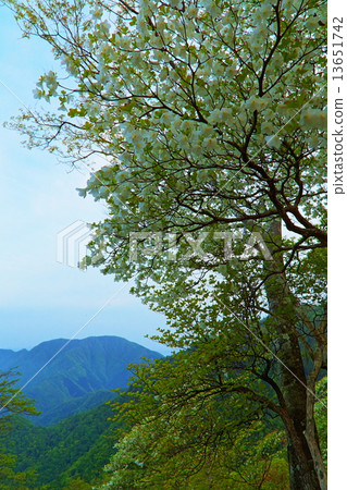 Tanzawa·Hinoki-no-mori的白尾杜鵑花和Mt. Omuro Tanzawa·Hinoki-no-mori的白尾杜鵑花和Mt. Omuro 13651742