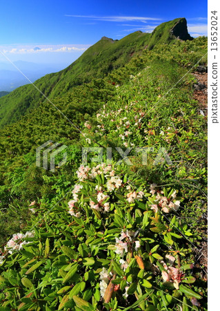 Yatsugatake · Yokodake main peak and rhododendron flowers, Mt. Fuji distant view 13652024
