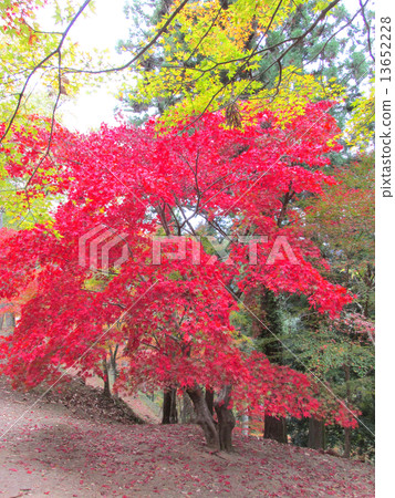 Mt.Mogami公園（Momiji山）的秋葉“100日本秋葉點選擇” 13652228