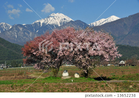 Spring of Azumino 13652238