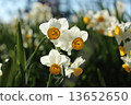 Narcissus 13652650