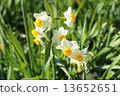 Narcissus 13652651