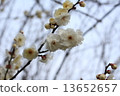 plum	 13652657