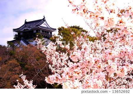Cherry blossoms in Okazaki castle 13652692