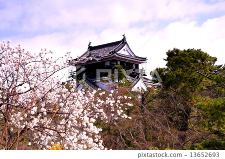 Cherry blossoms in Okazaki castle 13652693