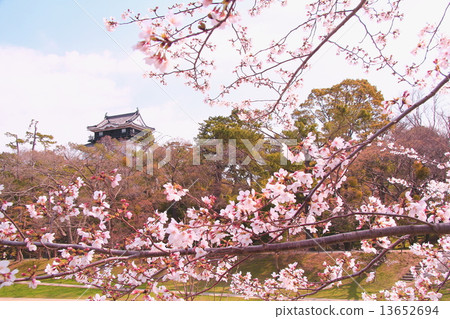 在岡崎城堡的櫻花 13652694