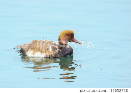 Red-headed Shihachiro 2 Red-headed Shihachiro 2 13652728