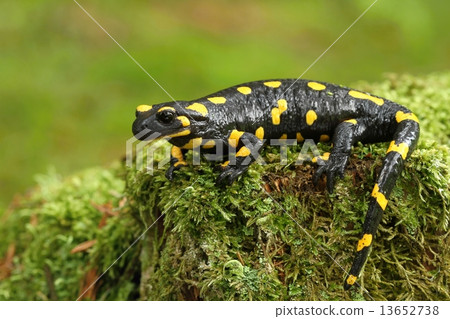 Salamandra salamandra 13652738