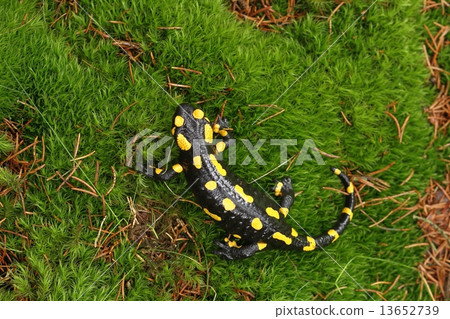 Salamander on moss 13652739