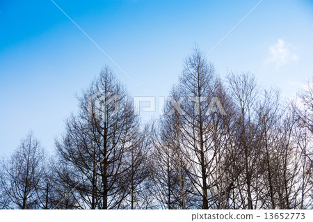 冬天的小樹林 13652773
