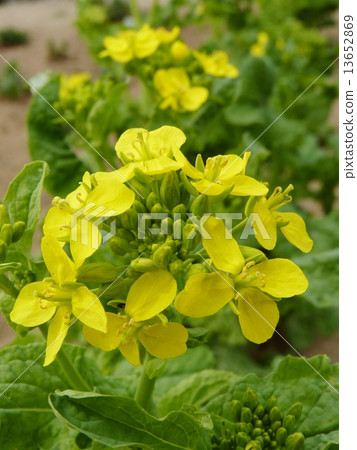 White rape blossoms White rape blossoms 13652869