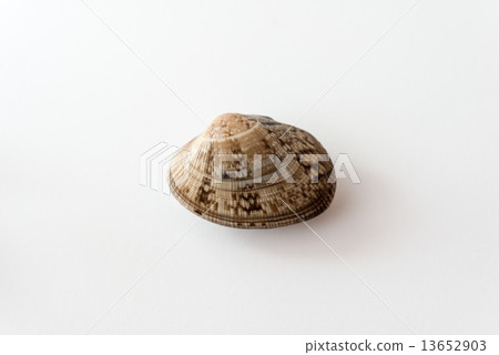 蛤蜊 蛤蜊 13652903