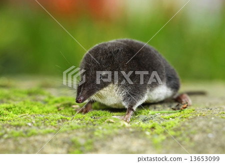 Shrew 13653099