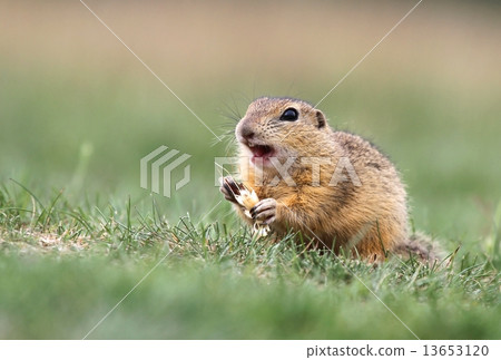Ground squirrel feeding 13653120