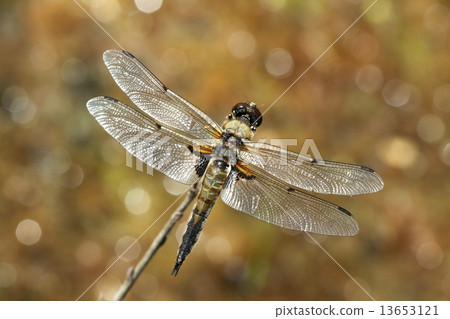 Libellula quadrimaculata 13653121