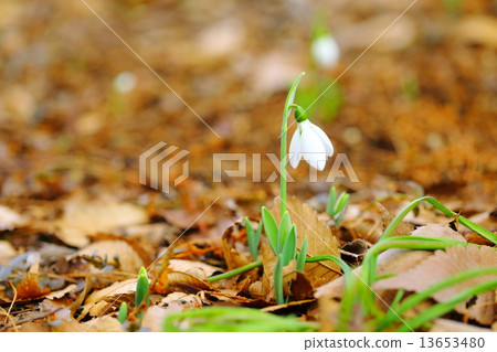 Snow Drop  13653480