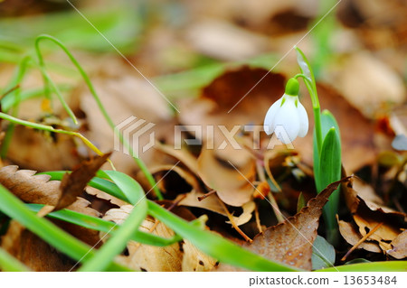 Snow Drop Snow Drop 13653484