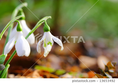 Snow Drop  13653492