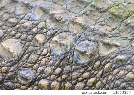 Crocodile skin texture 13653504