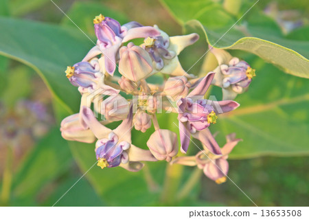 Colorful white and purple flower 13653508