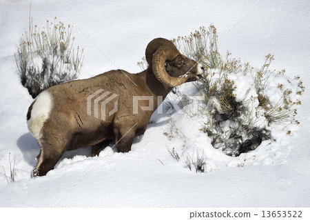 Bighorn sheep in Snow 13653522