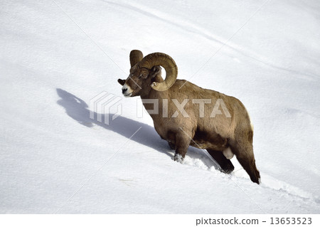 Bighorn sheep in Snow 13653523