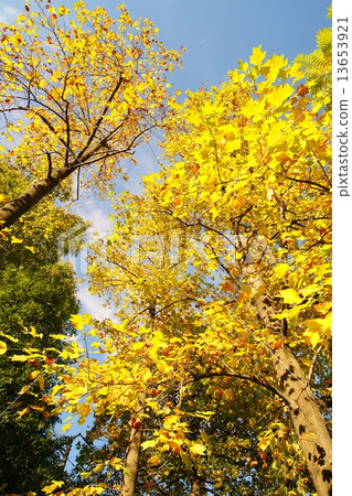 Coloring Tulip tree 13653921