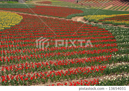 Tulip at Sera Highland Farm 13654031