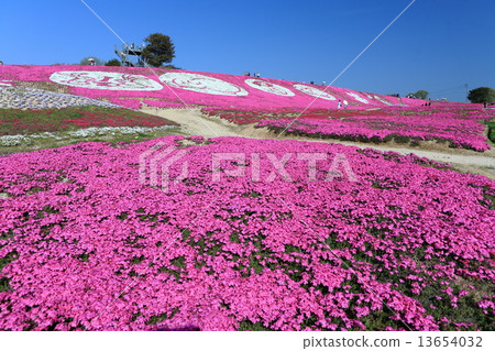 Flower dream village Miso cherry trees 13654032