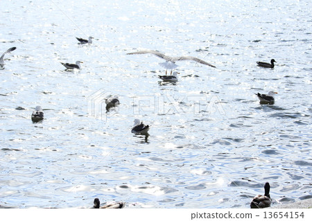 Tjörnin的海鷗 13654154