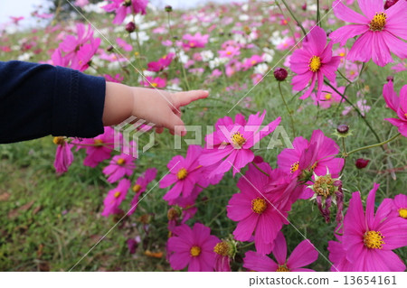 I found a cosmos 13654161