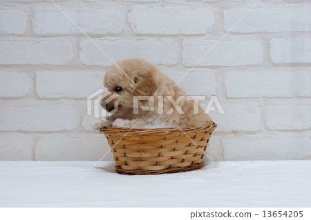 Something to worry about Toy Poodle 13654205