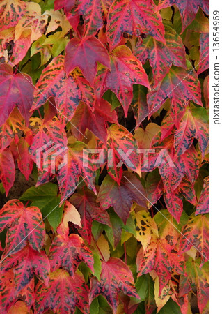 Red leaves 01 13654969