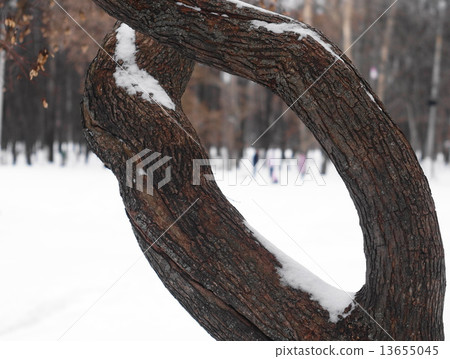 curved tree 13655045
